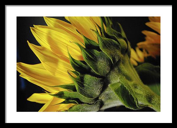 Raw Flowers 14 - Framed Print