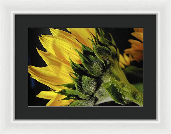 Raw Flowers 14 - Framed Print