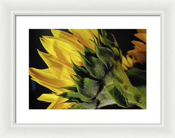 Raw Flowers 14 - Framed Print