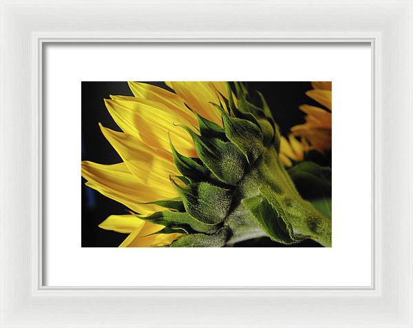 Raw Flowers 14 - Framed Print