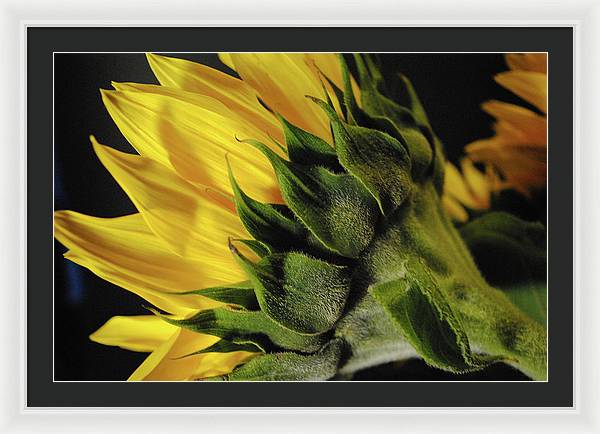 Raw Flowers 14 - Framed Print