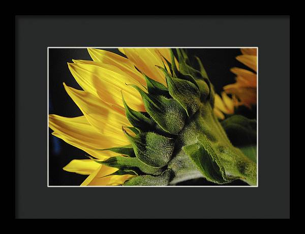 Raw Flowers 14 - Framed Print