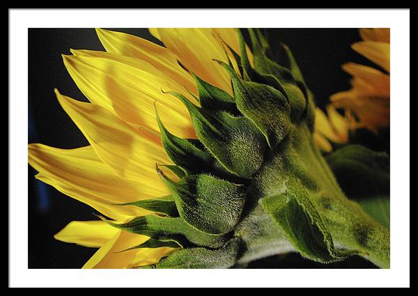 Raw Flowers 14 - Framed Print