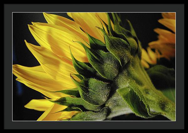 Raw Flowers 14 - Framed Print