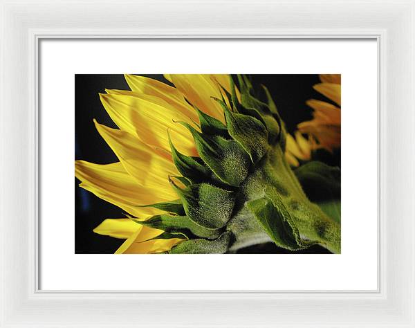 Raw Flowers 14 - Framed Print