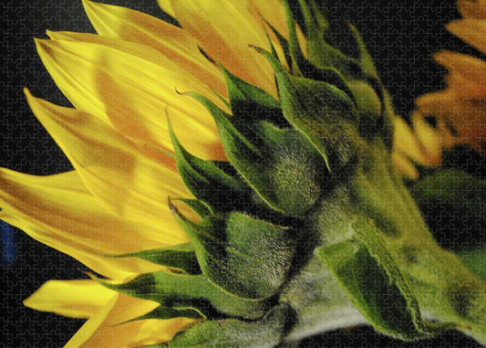 Raw Flowers 14 - Puzzle