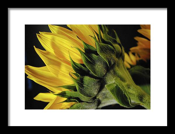Raw Flowers 14 - Framed Print