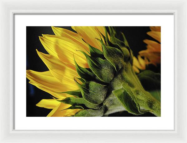 Raw Flowers 14 - Framed Print