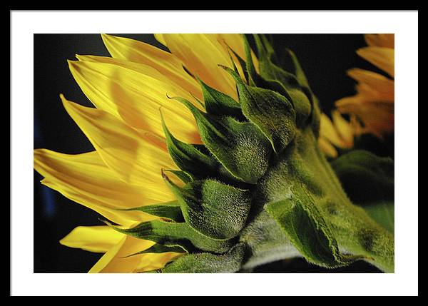 Raw Flowers 14 - Framed Print