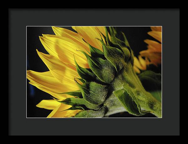 Raw Flowers 14 - Framed Print