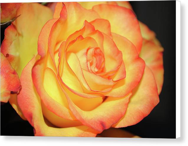 Raw Flowers 5 - Canvas Print