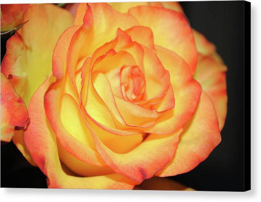 Raw Flowers 5 - Canvas Print