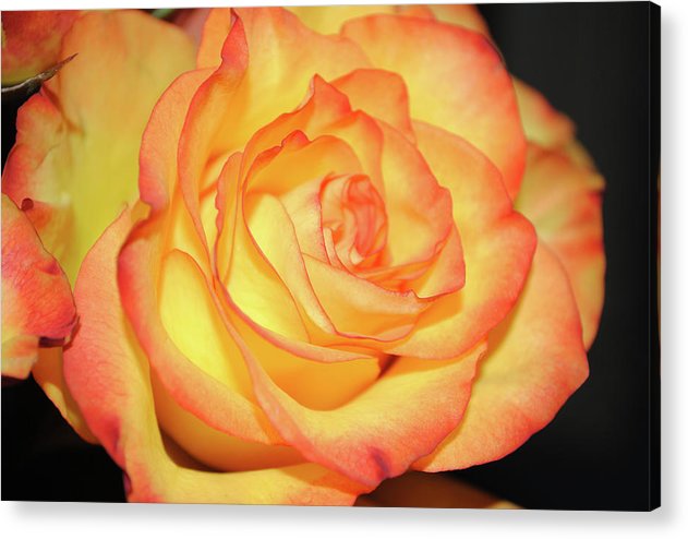 Raw Flowers 5 - Acrylic Print