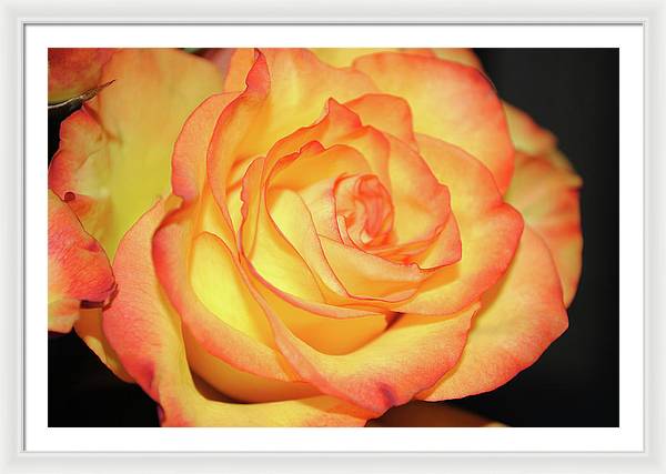 Raw Flowers 5 - Framed Print