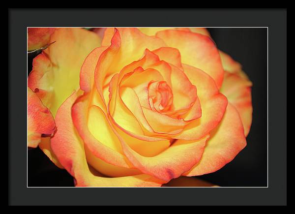 Raw Flowers 5 - Framed Print