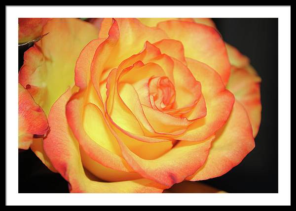 Raw Flowers 5 - Framed Print