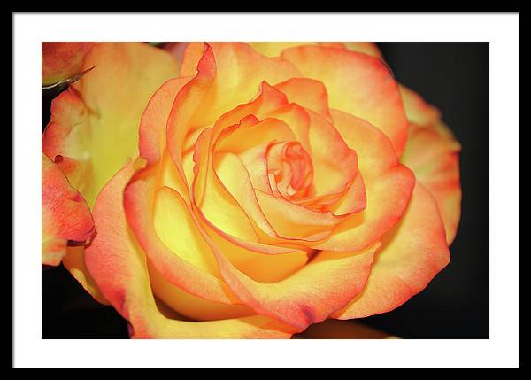 Raw Flowers 5 - Framed Print