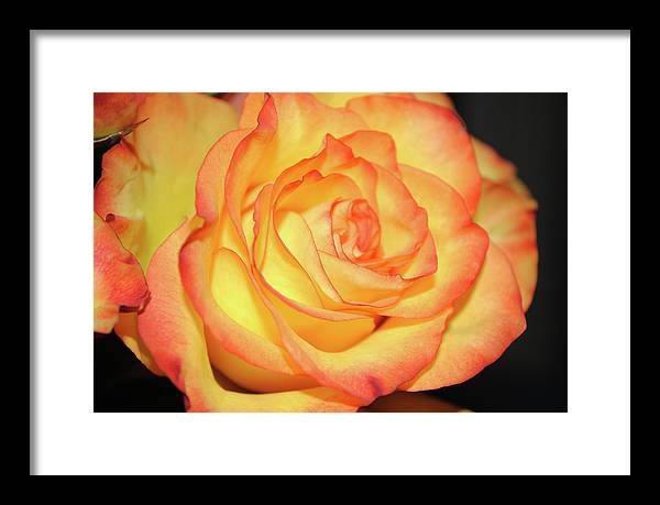 Raw Flowers 5 - Framed Print