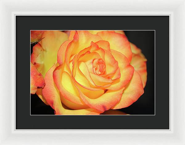 Raw Flowers 5 - Framed Print