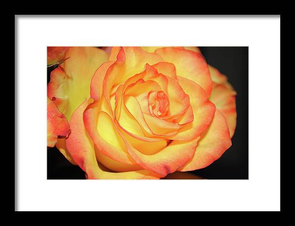 Raw Flowers 5 - Framed Print
