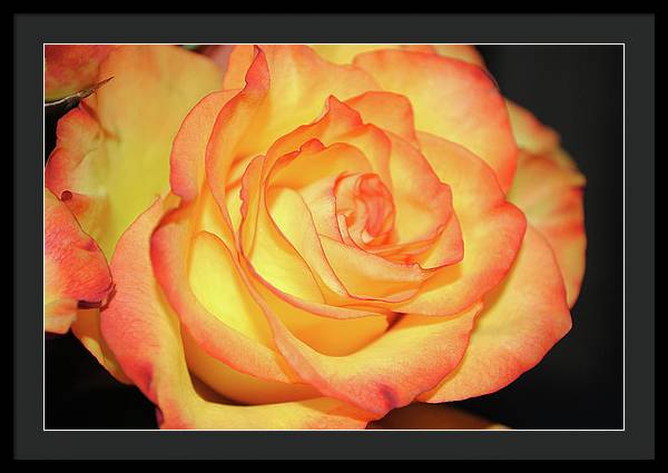 Raw Flowers 5 - Framed Print