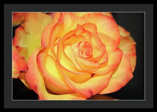Raw Flowers 5 - Framed Print