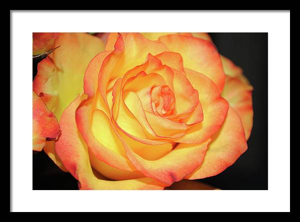 Raw Flowers 5 - Framed Print