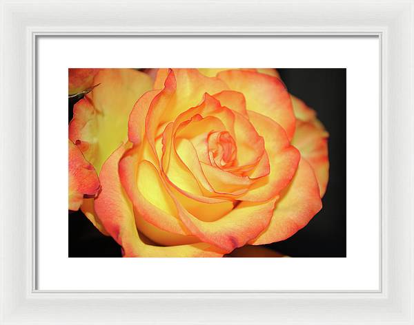 Raw Flowers 5 - Framed Print