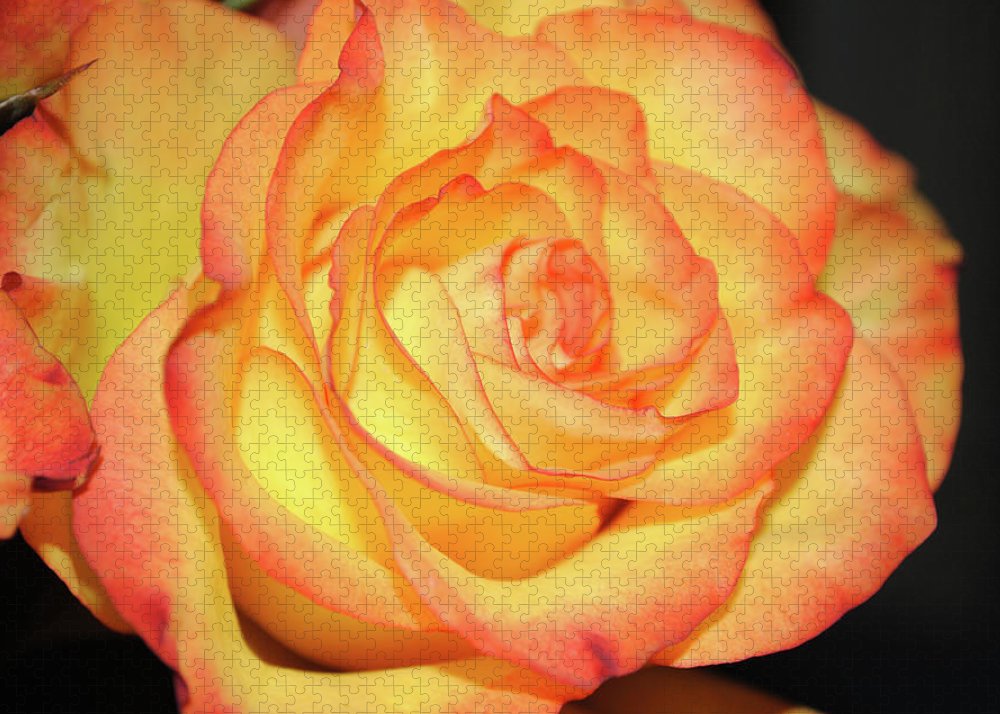 Raw Flowers 5 - Puzzle