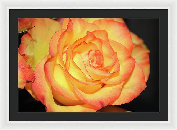 Raw Flowers 5 - Framed Print