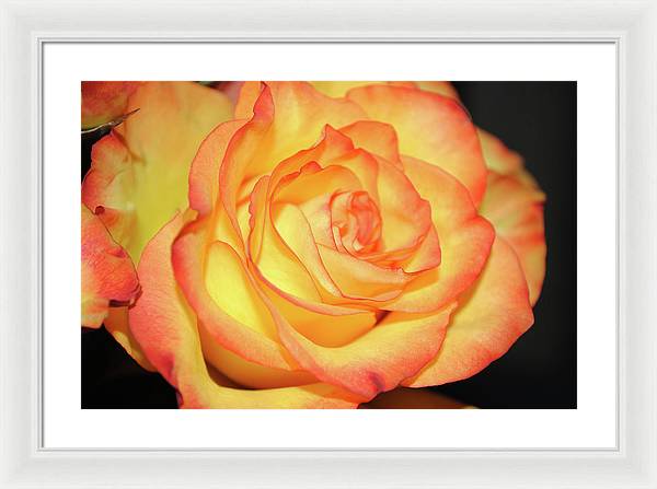 Raw Flowers 5 - Framed Print