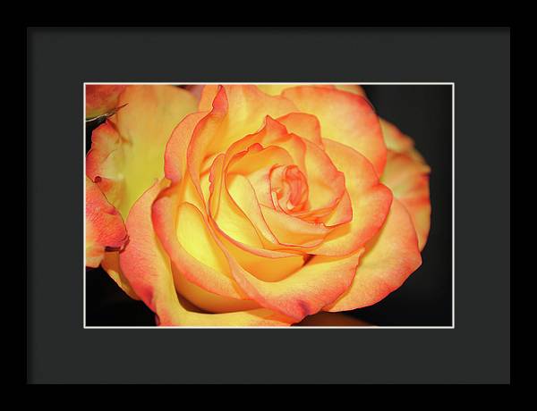 Raw Flowers 5 - Framed Print
