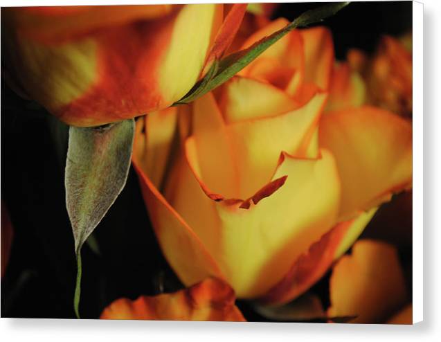 Raw Flowers 6 - Canvas Print