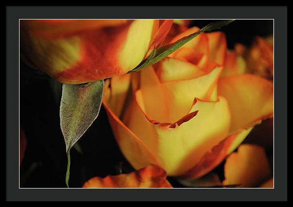 Raw Flowers 6 - Framed Print