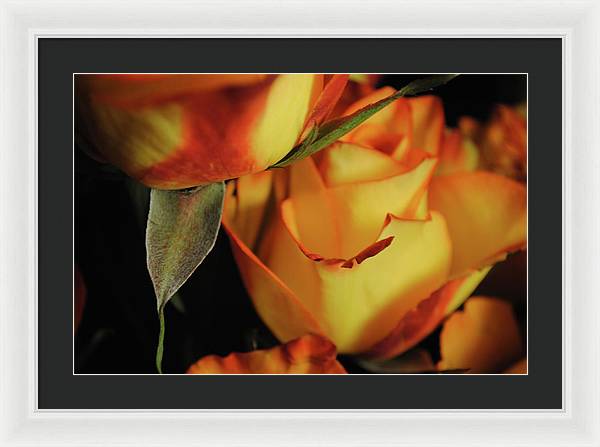 Raw Flowers 6 - Framed Print