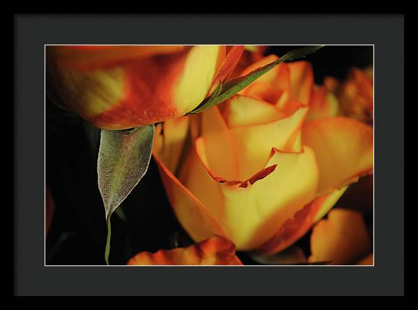 Raw Flowers 6 - Framed Print