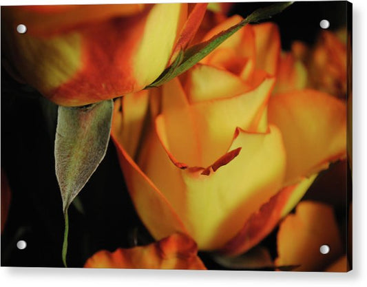 Raw Flowers 6 - Acrylic Print