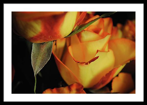 Raw Flowers 6 - Framed Print