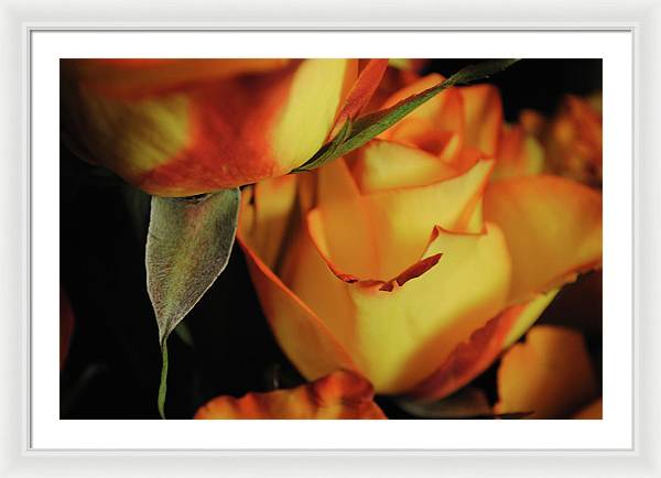 Raw Flowers 6 - Framed Print