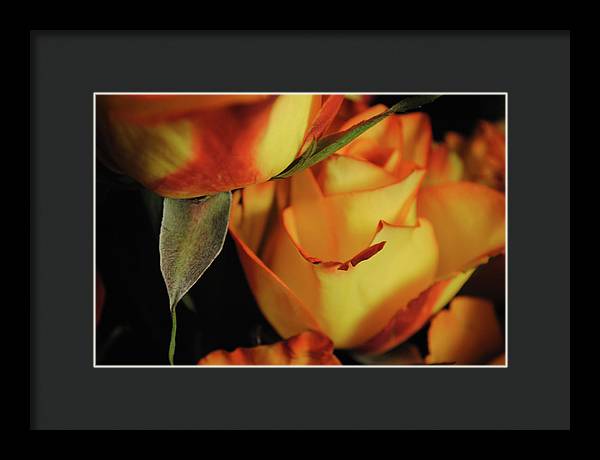 Raw Flowers 6 - Framed Print