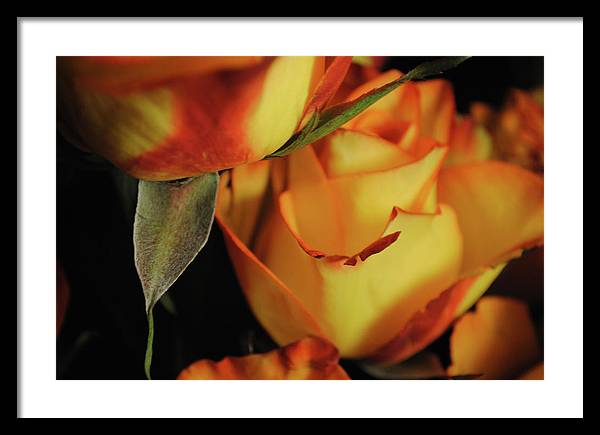 Raw Flowers 6 - Framed Print
