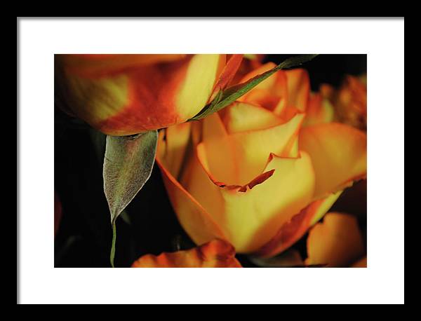 Raw Flowers 6 - Framed Print