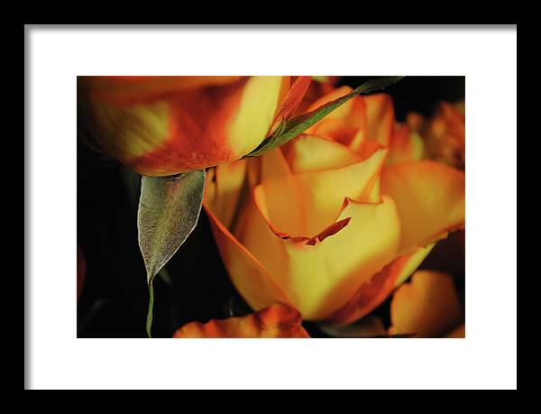 Raw Flowers 6 - Framed Print