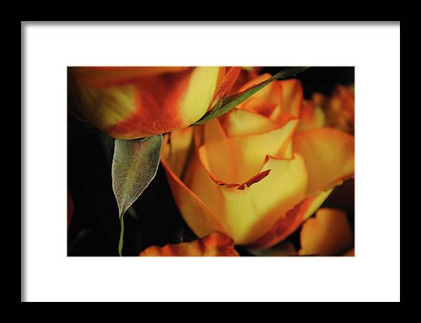 Raw Flowers 6 - Framed Print