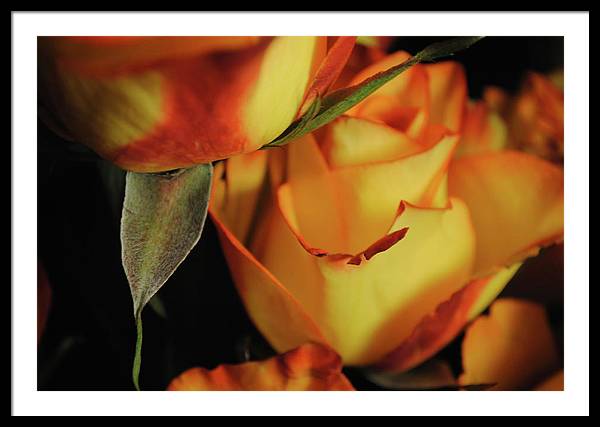 Raw Flowers 6 - Framed Print