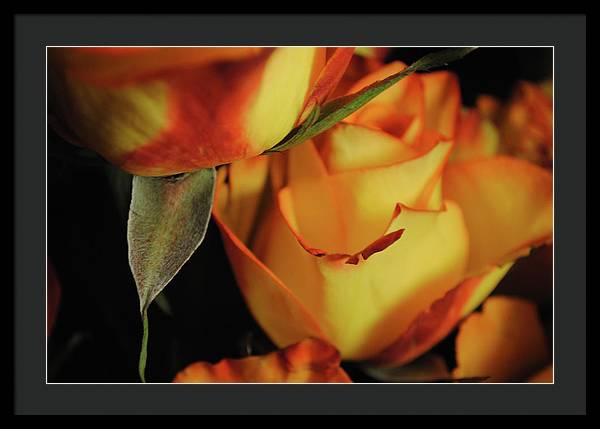 Raw Flowers 6 - Framed Print
