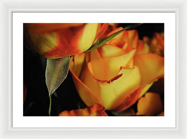 Raw Flowers 6 - Framed Print