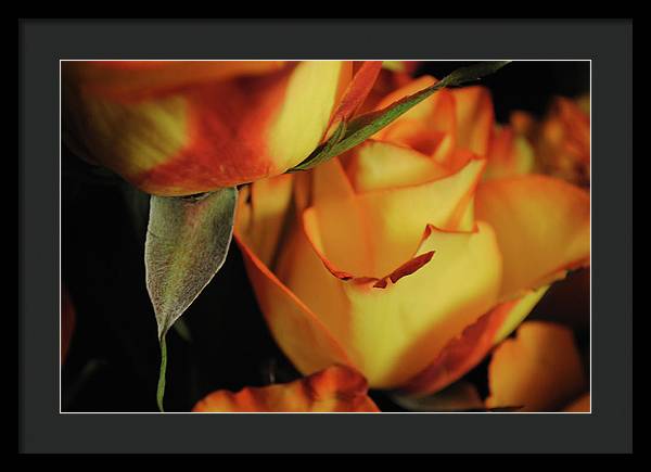 Raw Flowers 6 - Framed Print