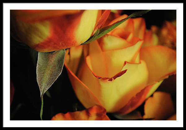 Raw Flowers 6 - Framed Print