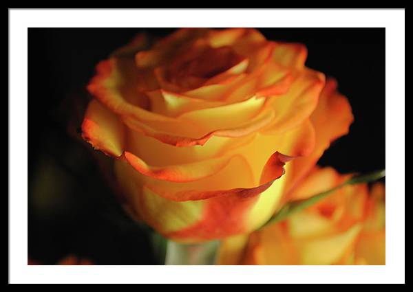 Raw Flowers 7 - Framed Print